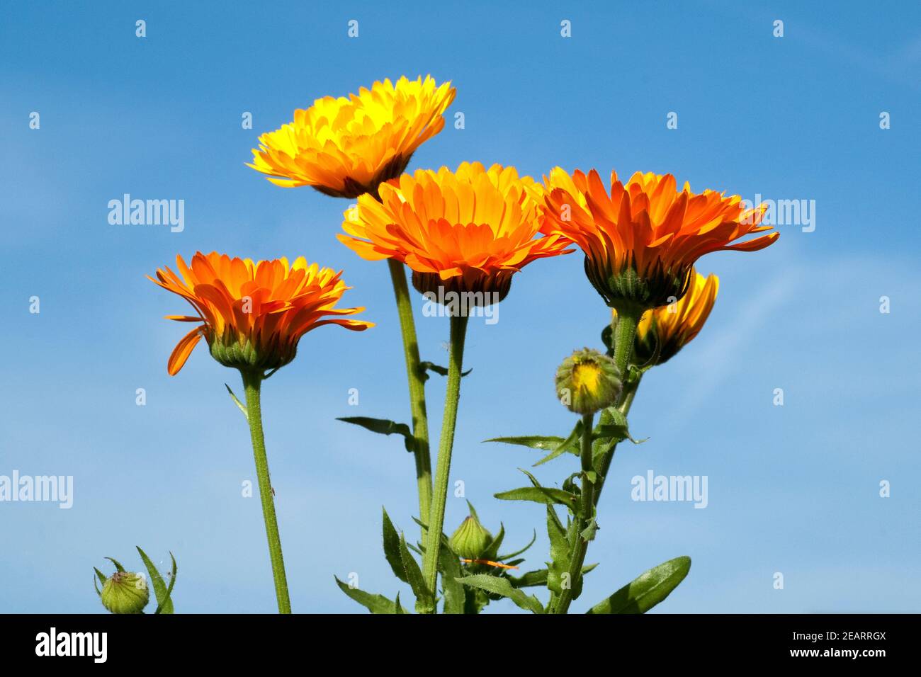 Ringelblume; Calendula officinalis; Foto de stock