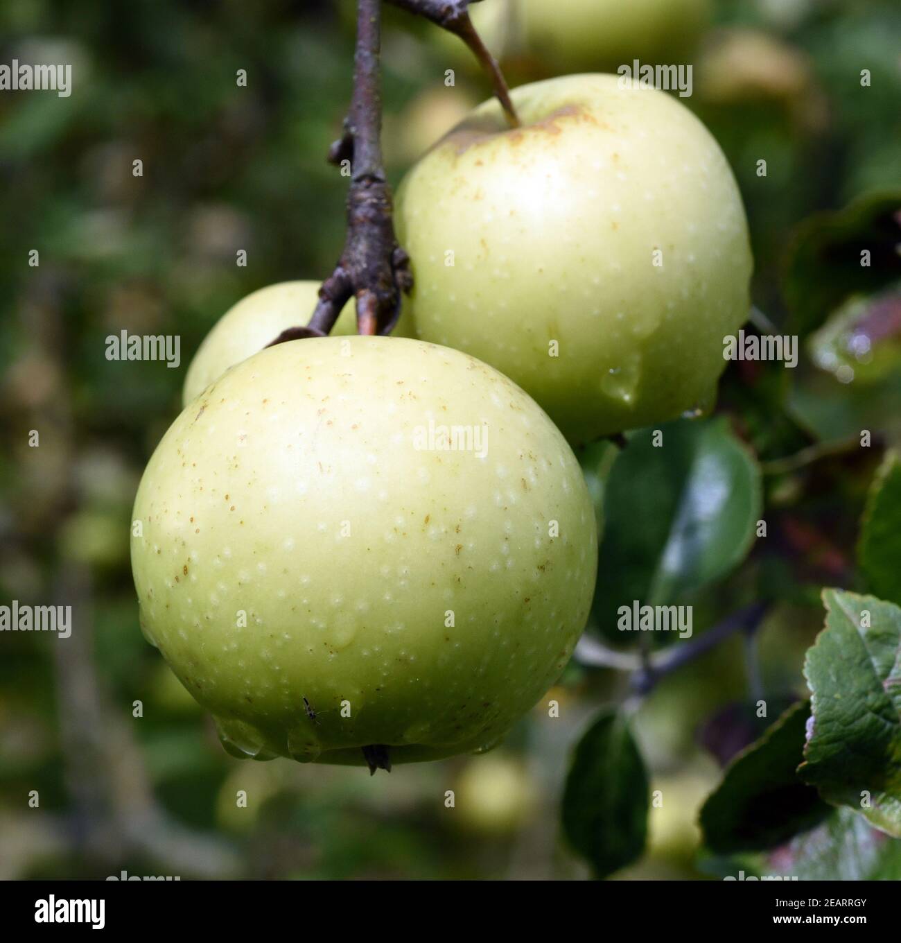 Hofweiler Gelb, Apfel, Malus domestica, Alte Apfelsorte Foto de stock