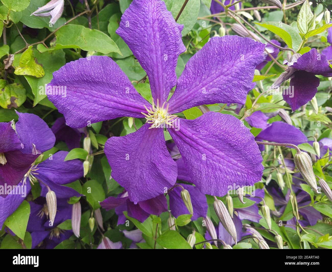 Clematis Jackmanii Clematis-Hybride Foto de stock