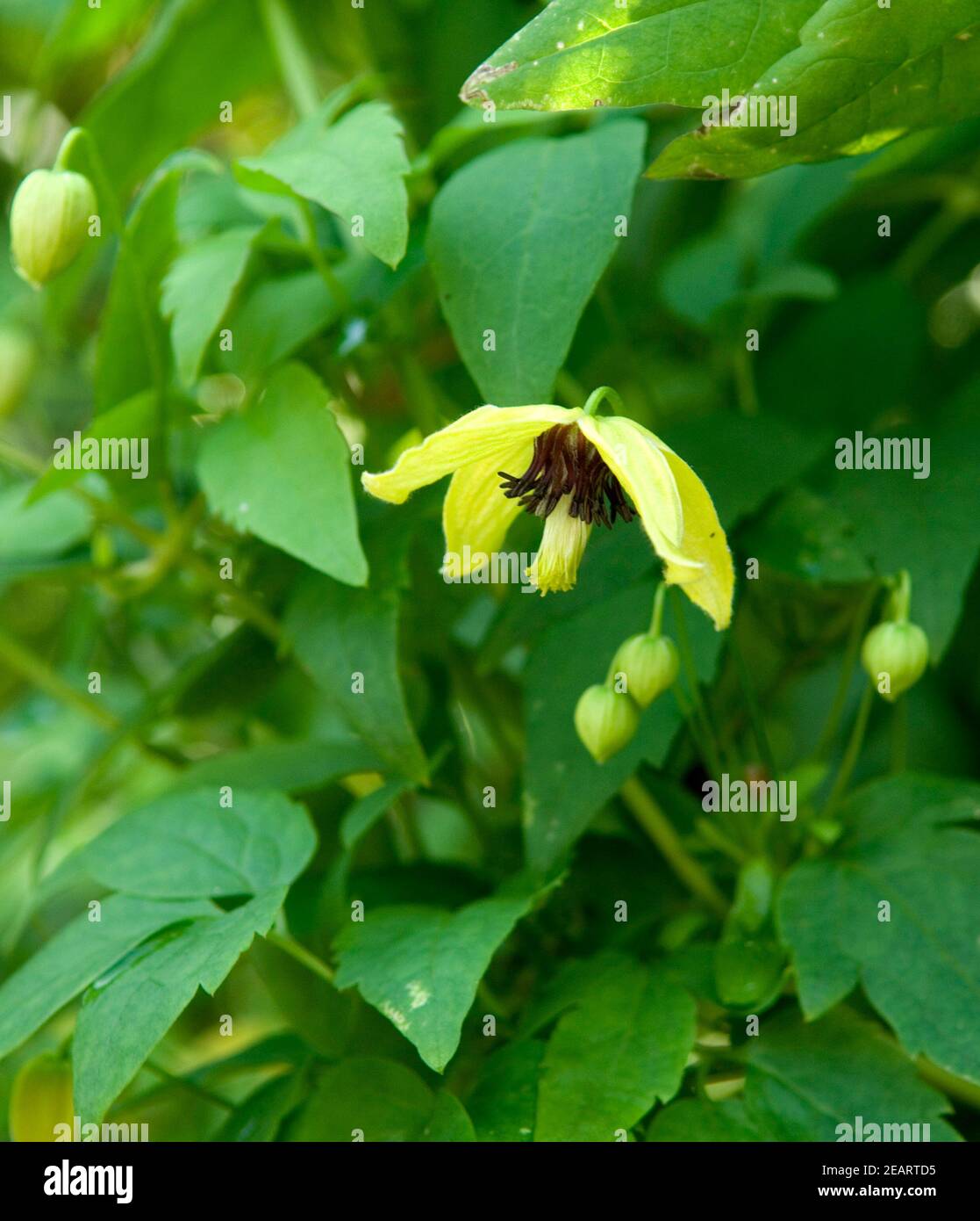 Clematis serratifolia Foto de stock
