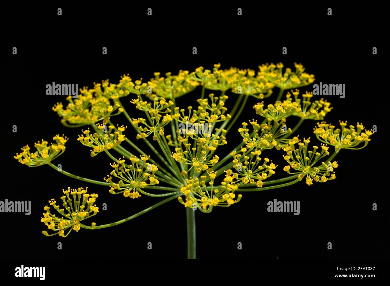 Eneldo; Anethum graveolens; Dilldolde; Heilpflanze; Foto de stock