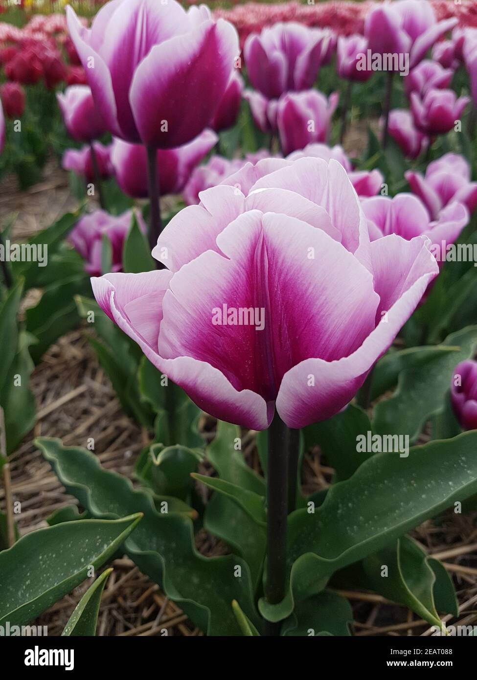 Tulpenbluete Nordholland Foto de stock