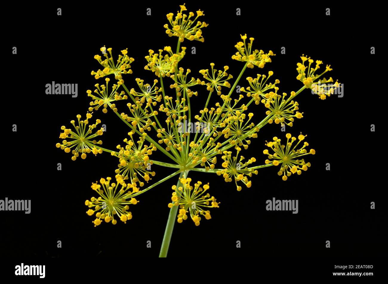 Eneldo; Anethum graveolens; Dilldolde; Heilpflanze; Foto de stock