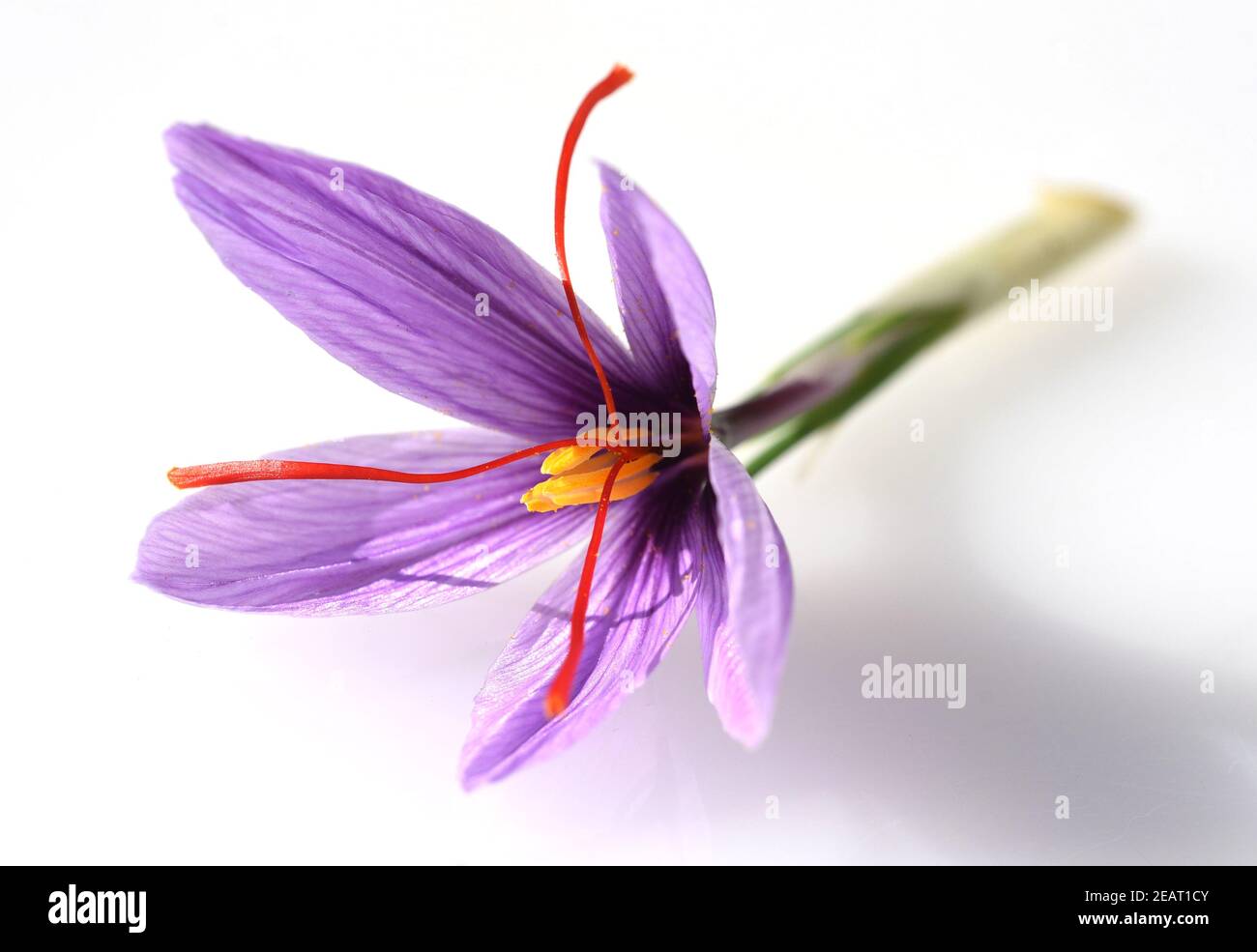 Safran, Crocus sativus, Heilpflanze Foto de stock