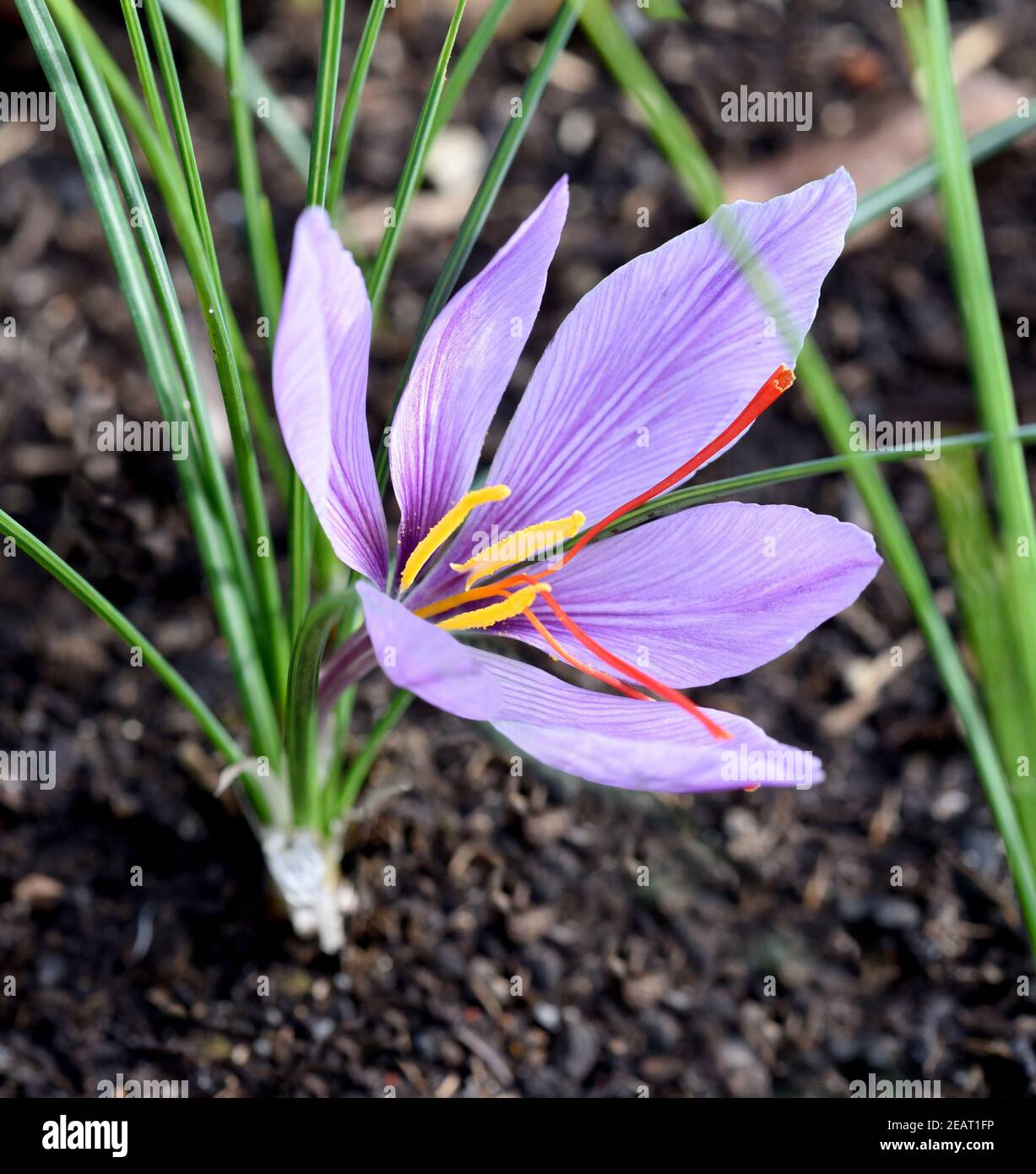 Safran, Crocus sativus, Heilpflanze Foto de stock