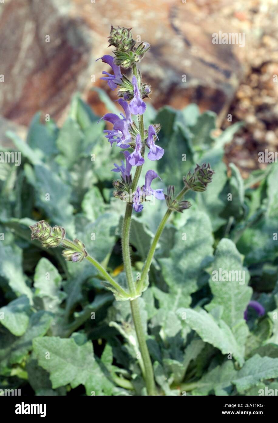 Salvia Salbei daghestanica Foto de stock
