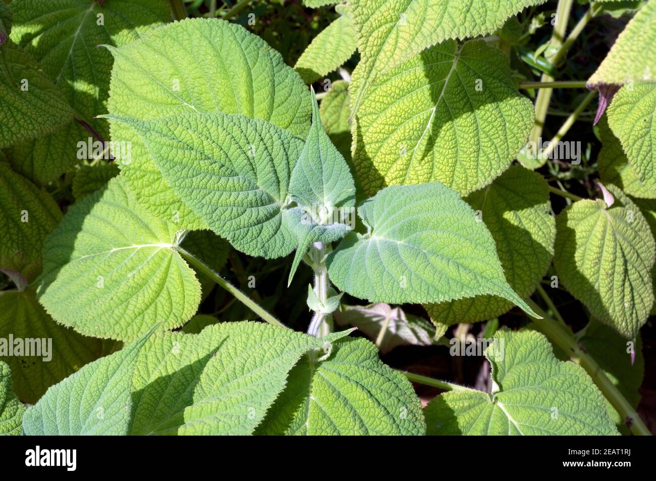 Salbei, Salvia gravida, Blatt Foto de stock