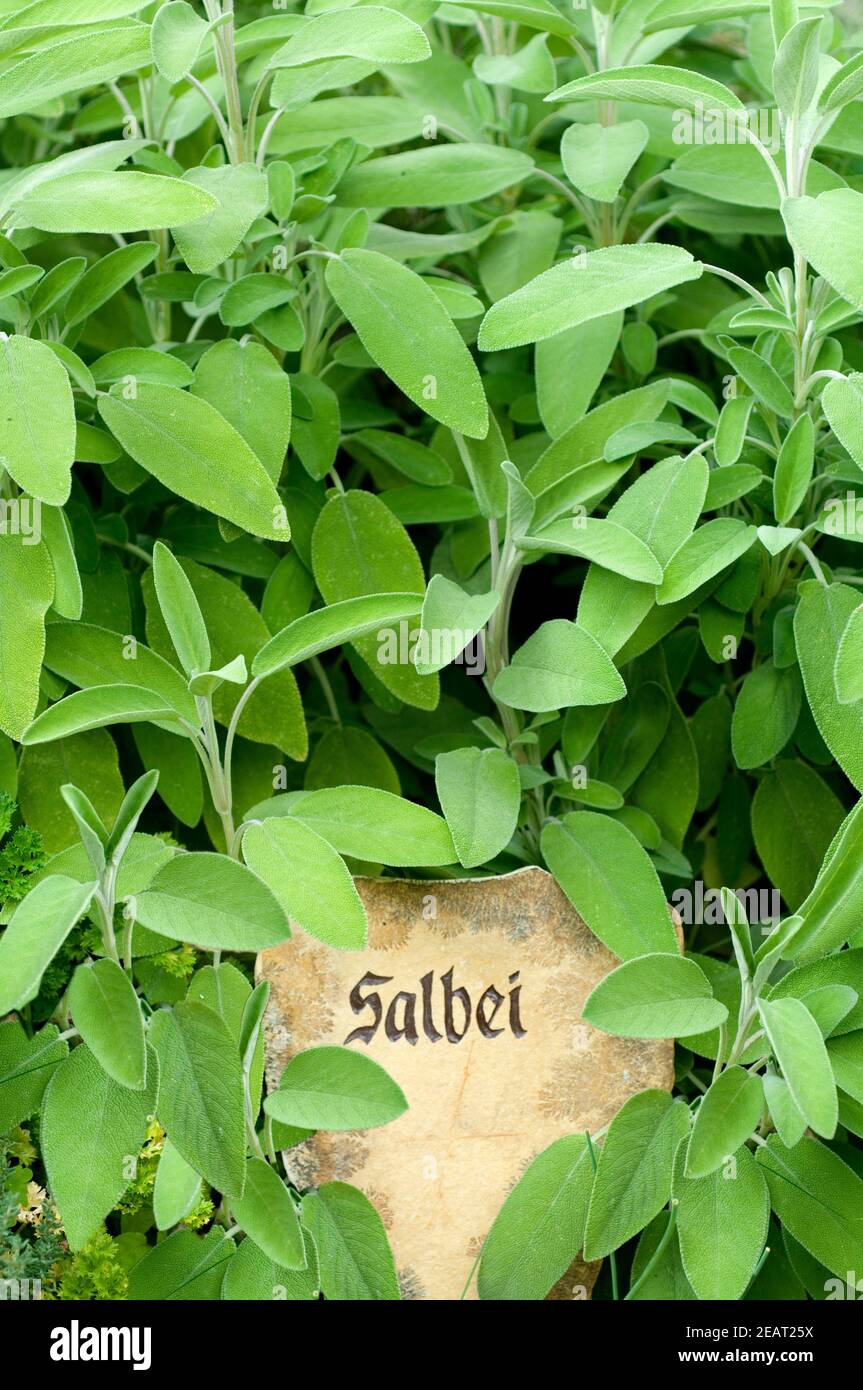 Salbei, Salvia officinalis, Kraeuterpflanze, Heilpflanzen, Foto de stock