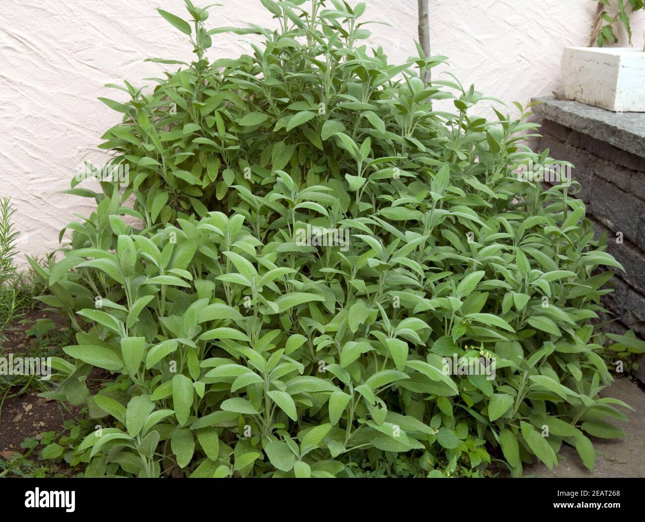 Salbei, Salvia officinalis Foto de stock
