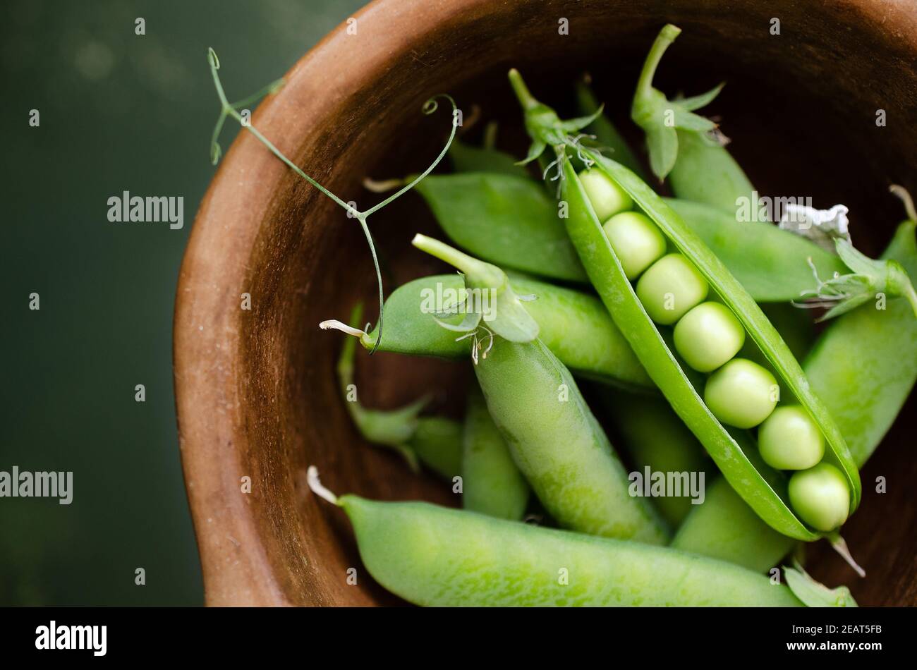 Vaina de semillas leguminosas fotografías e imágenes de alta resolución -  Página 5 - Alamy