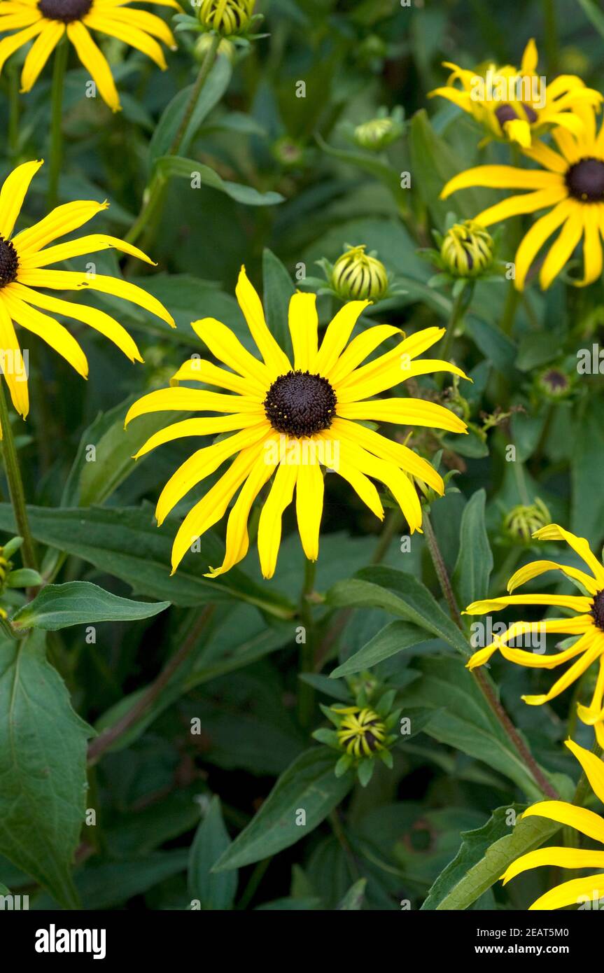 Sonnenhut, Rudbeckia, Gelber Foto de stock