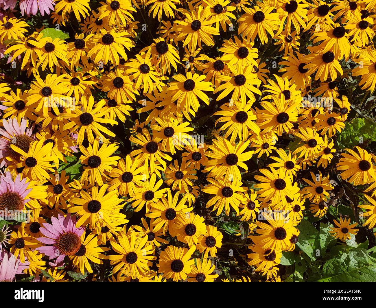 Sonnenhut Sun Hat Rudbeckia hirta Heilpflanze Foto de stock