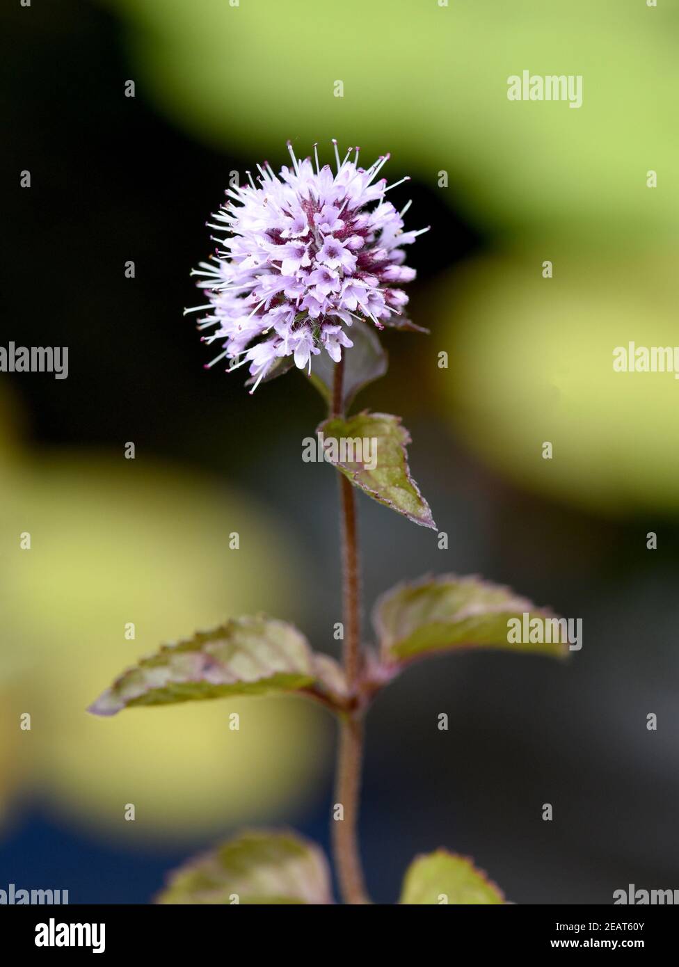 Wasserminze, Mentha aquatica Foto de stock