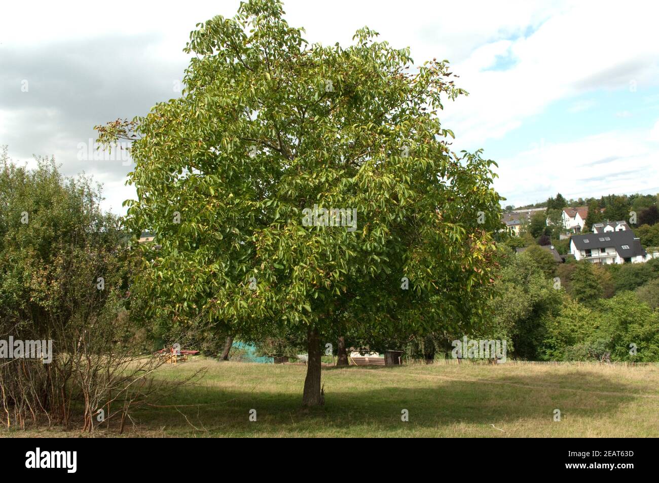 Walnussbaum, Baum Juglans regia Foto de stock