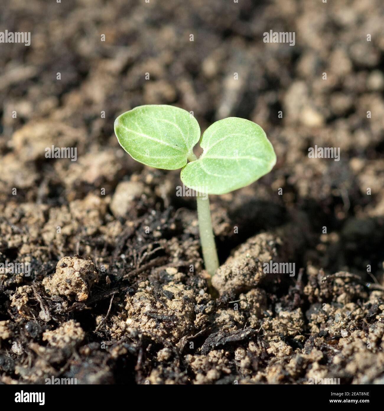 Stockrose Althaea robea Keimling Fotografía de stock - Alamy