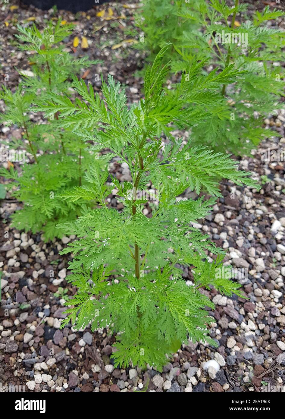 Suesser Beifuss Artemisia annua Duftpflanze Foto de stock