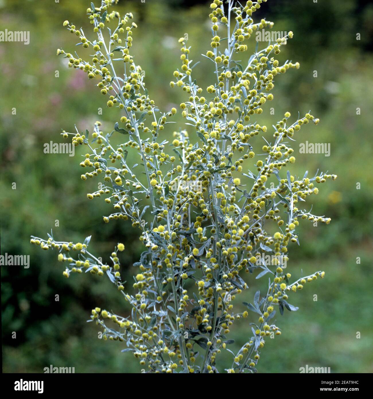 Wermut Artemisia absinthium Foto de stock