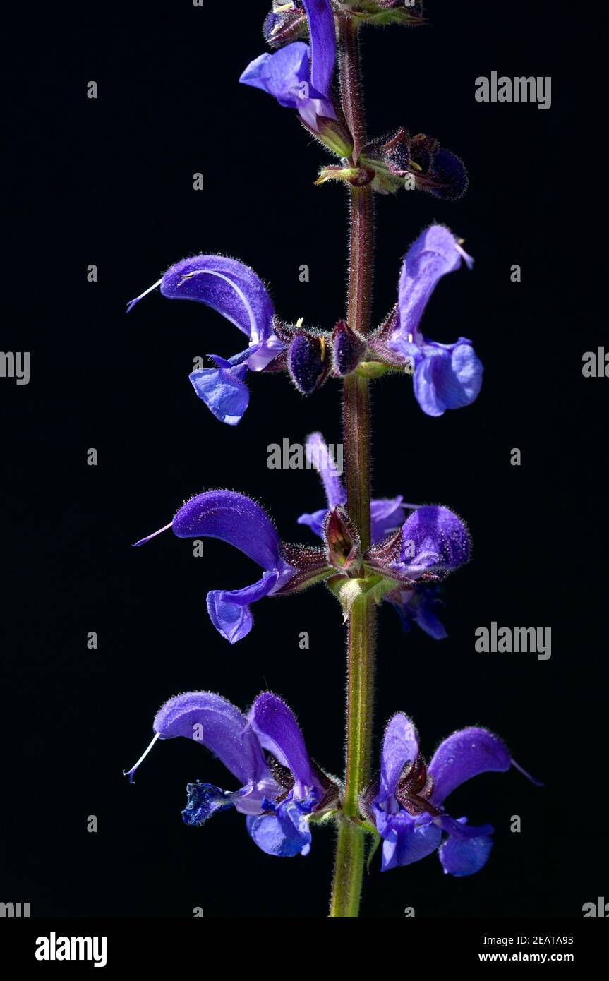 Wiesensalbei, Salvia pratensis Foto de stock