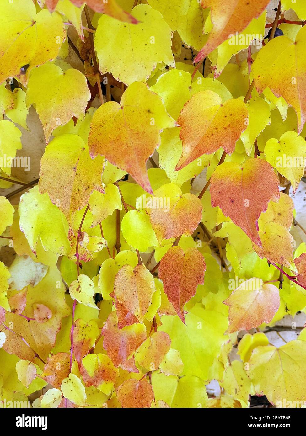 Wilder, Wein Herbst, Parthenocisus quinquefolia Foto de stock