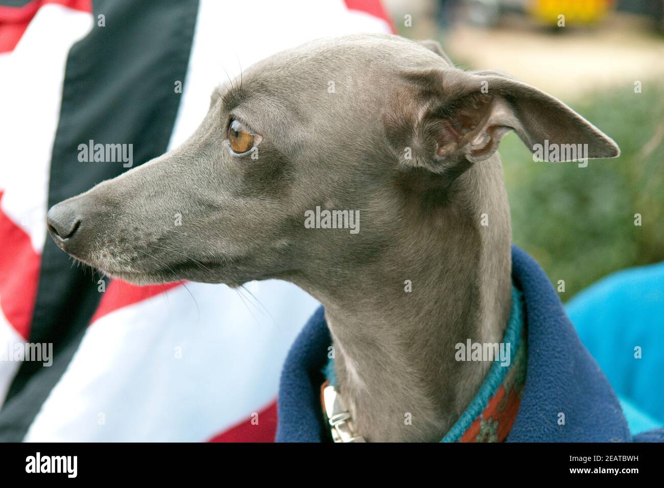 Greyhound Windhund Foto de stock