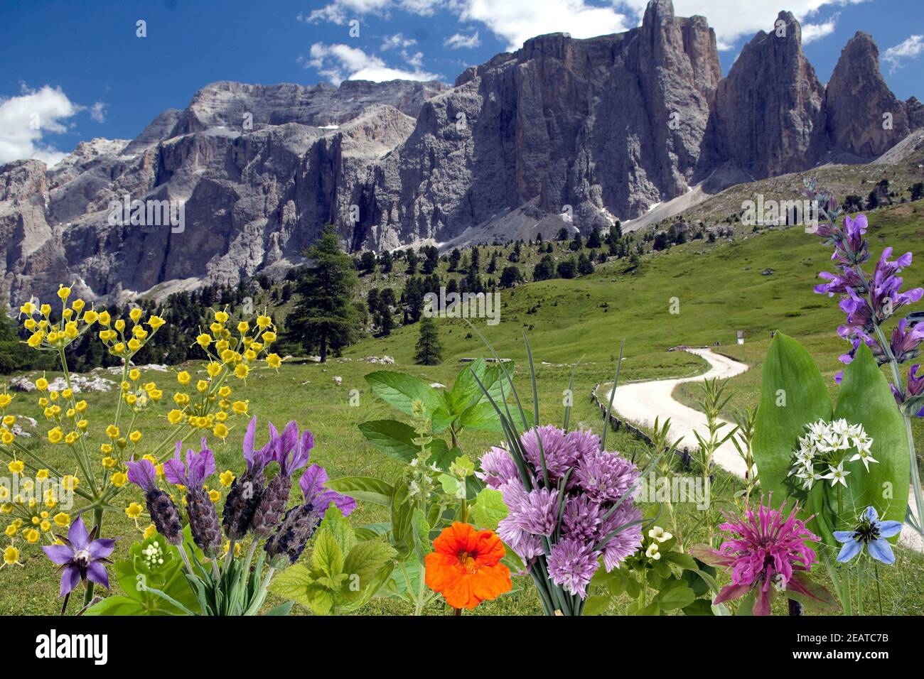 Heilpflanzenarrangement, Kraeuterbilder, Berge Foto de stock