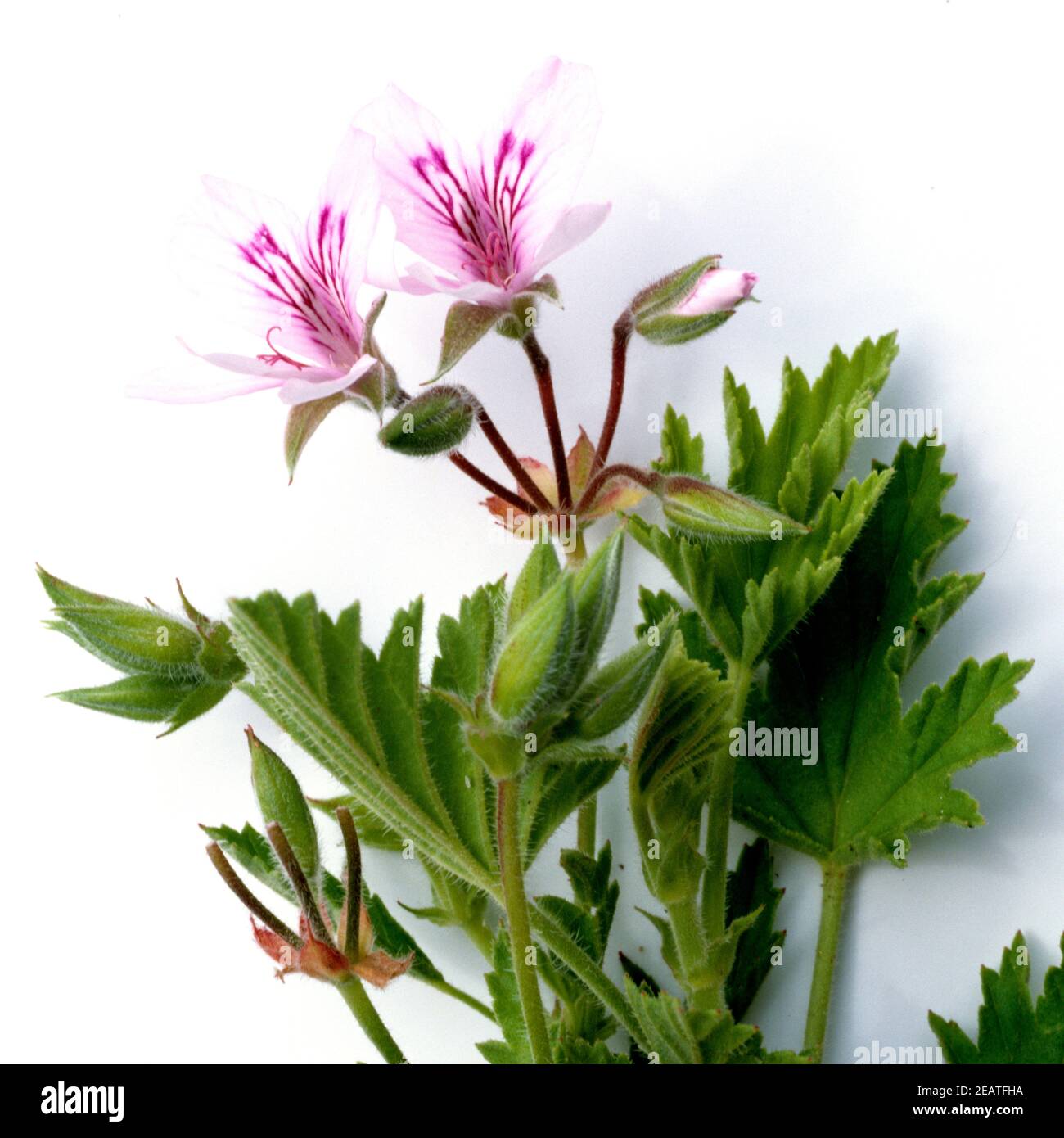 Zitronengeranie, Pelargonium odoratissimum Foto de stock