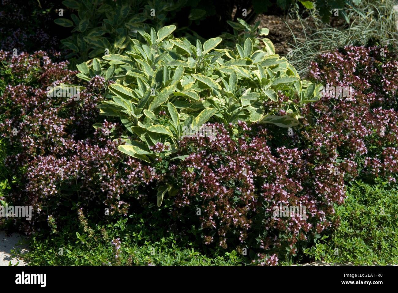Zitronenthymian, Salvia, Iceterina Foto de stock