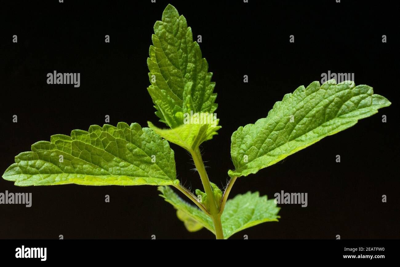 Zitronenmelisse; Melissa officinalis;; Foto de stock