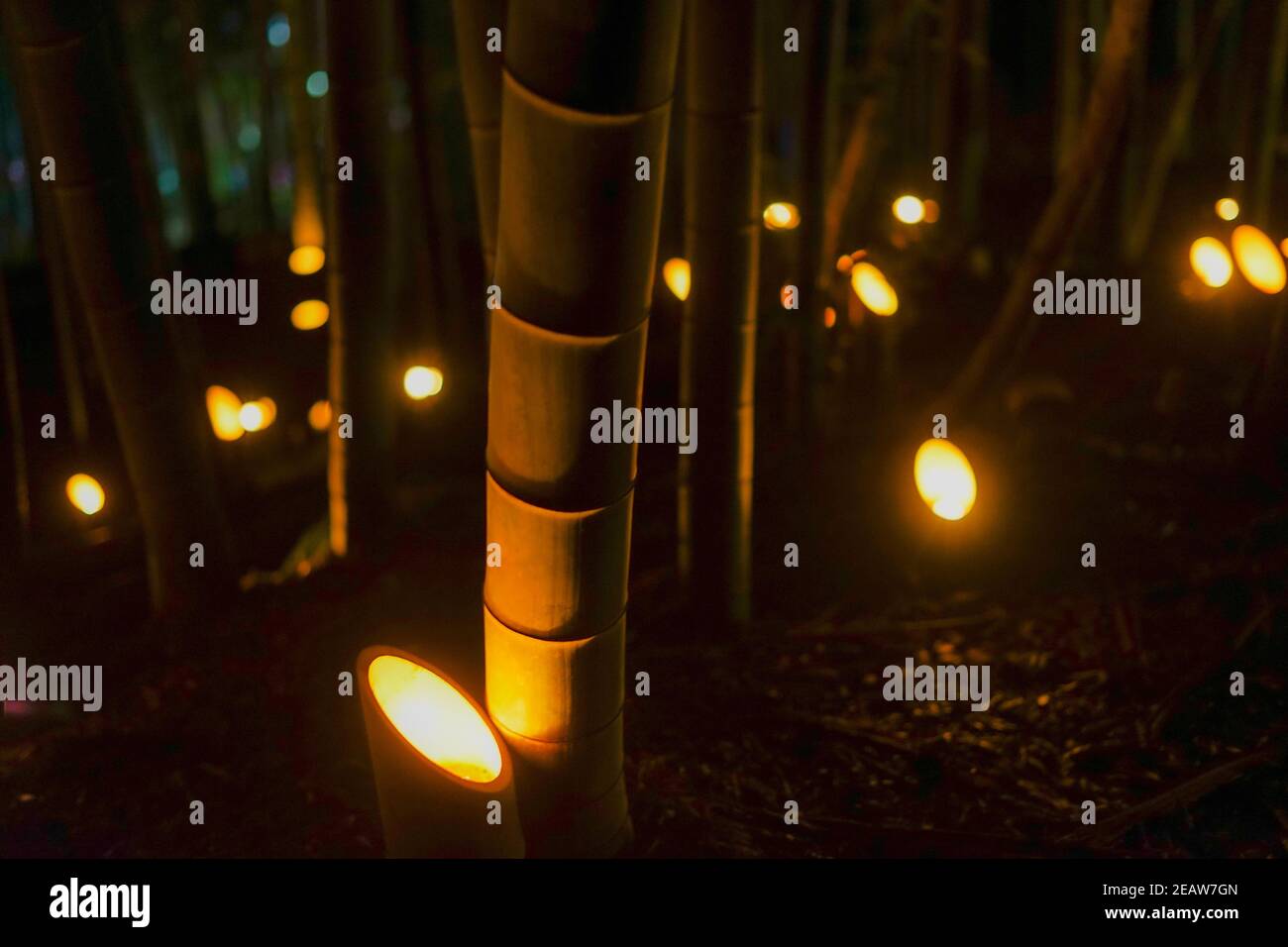 El bosque de bambú ilumina (Pequeño bosque del Castillo de escritorio de los ciudadanos) Foto de stock