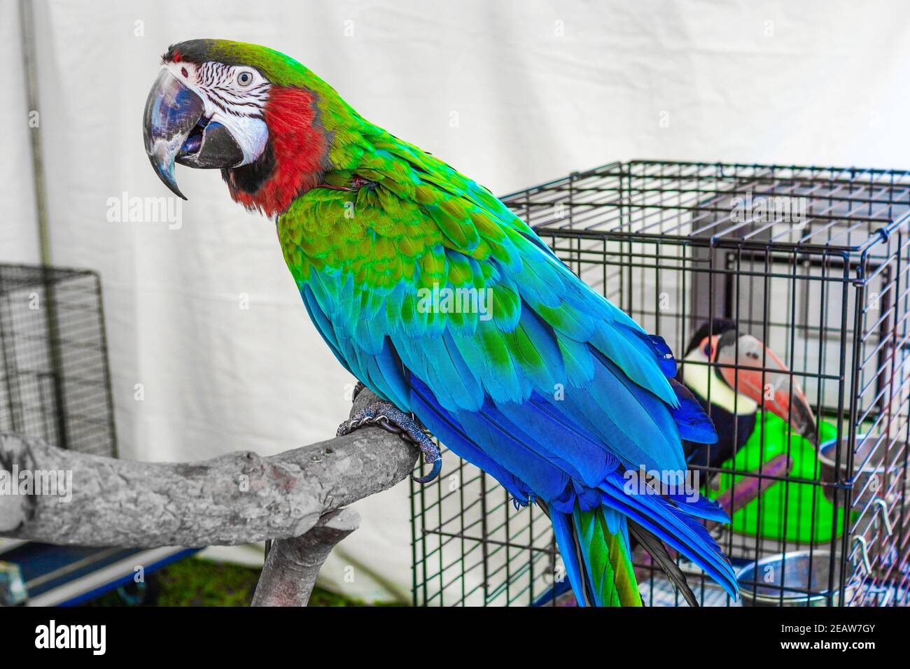 Imagen de loro colorido tropical (Harlequin) Foto de stock