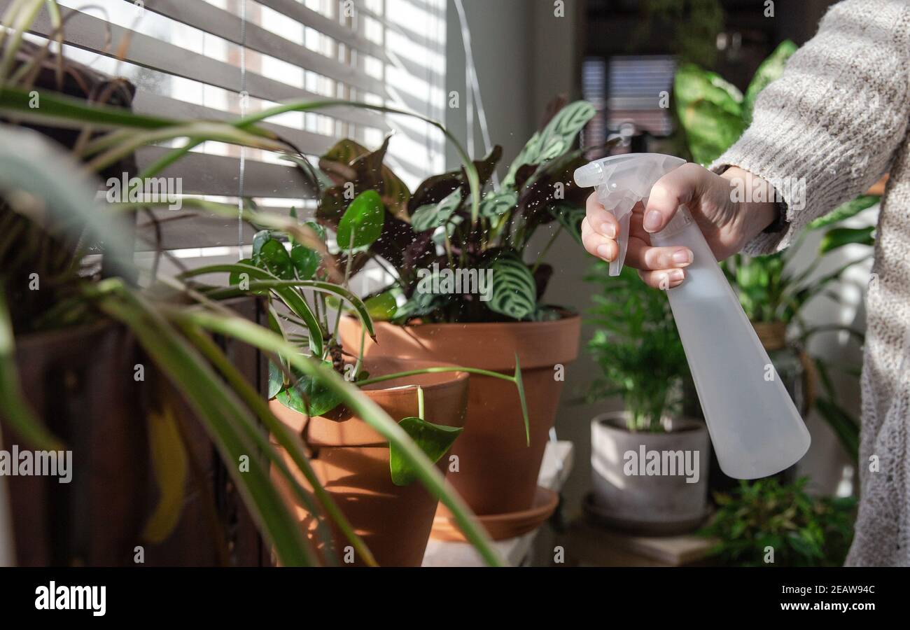 La mano femenina rociando agua en la planta de la casa interior en el  alféizar de la ventana con la botella de agua pulverizada, cuidar de las  plantas de la casa verde