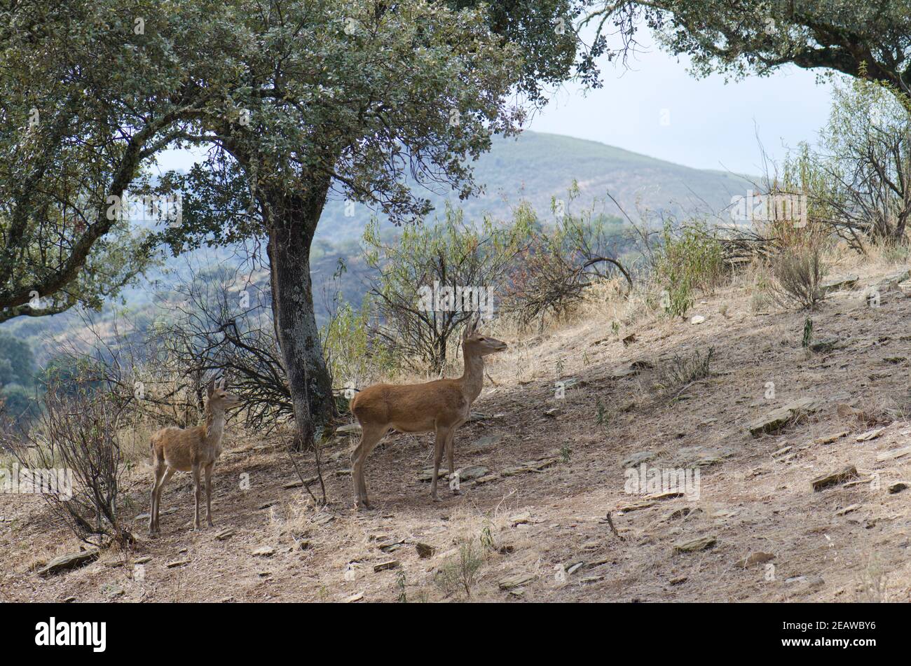 Ciervos rojos españoles. Foto de stock