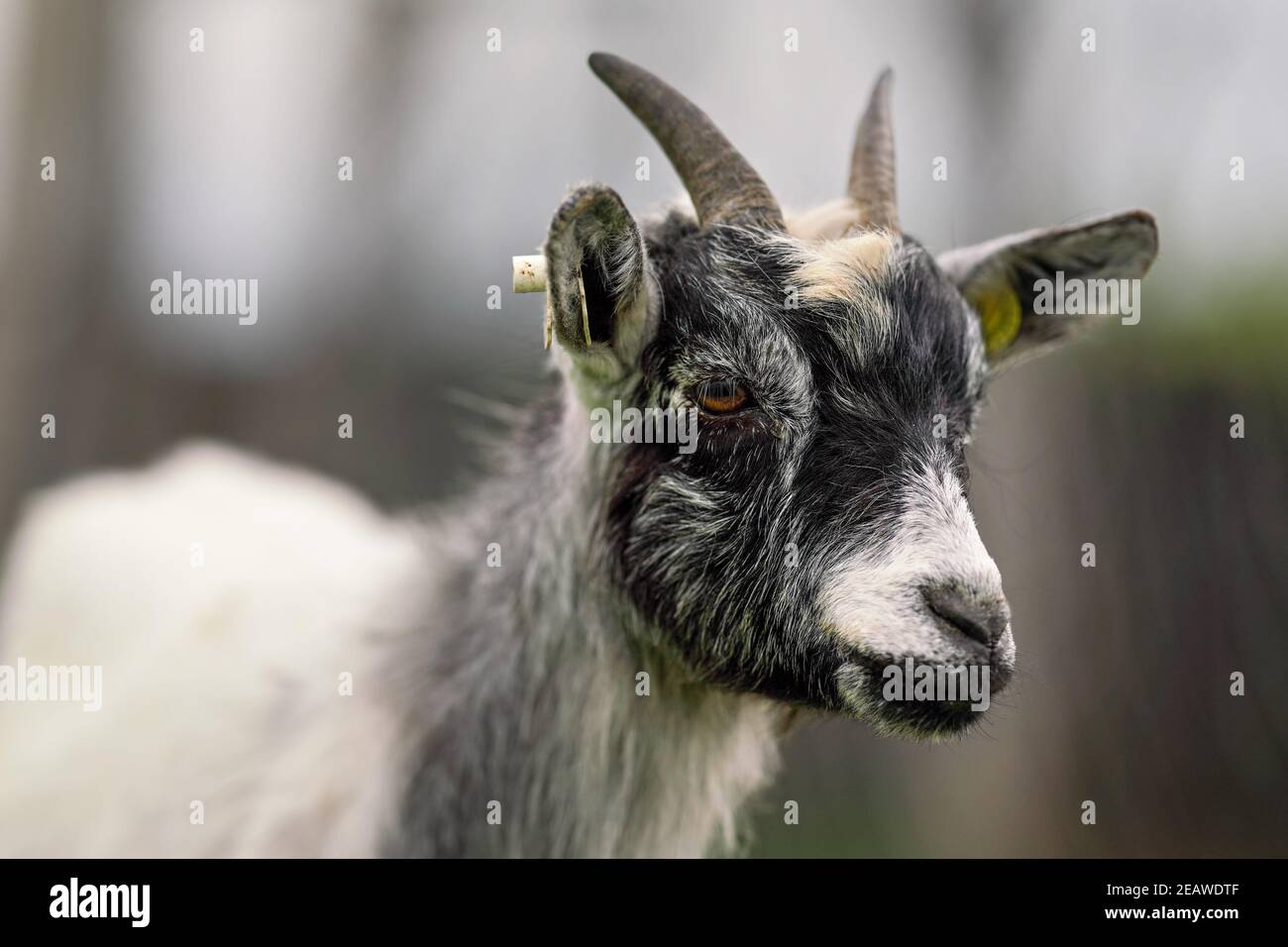 Blanco y negro pigmeo americano cabra Camerún primer plano detalle en cabeza con cuernos Foto de stock
