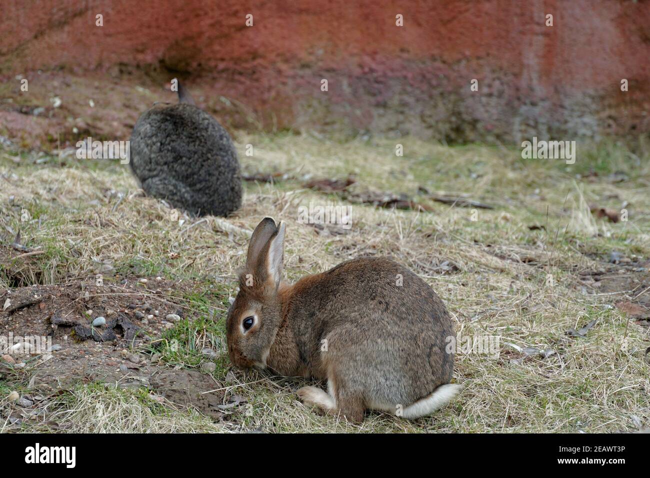 Conejo europeo en vista lateral o lateral, otro en el fondo. En latín se llaman Oryctolagus cuniculus y viven en cautiverio. Foto de stock