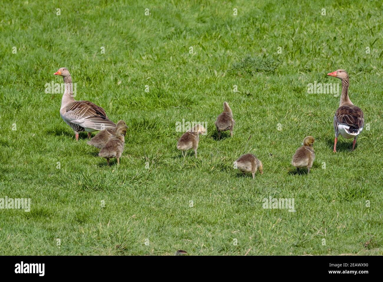 Una familia de gansos grislag con goslings en un campo verde Foto de stock