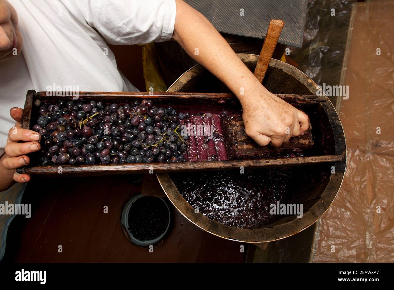 Proceso de elaboración de vino de bodega casera con barrica de roble y..  exprimidor de uva azul rallador de madera Fotografía de stock - Alamy