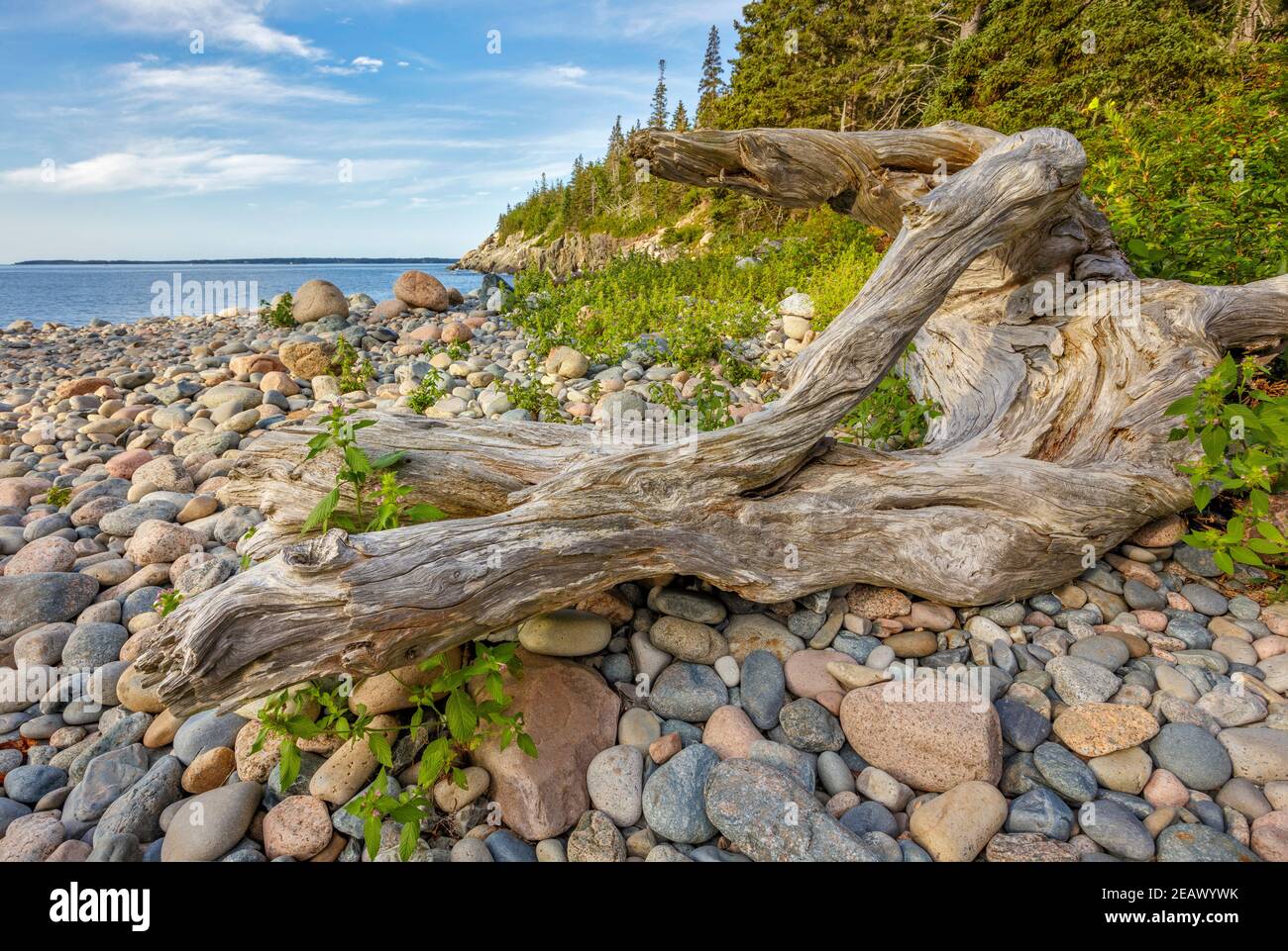 Acadia National Park, Maine: Madera de deriva erosionada en la playa de Hunters cubierta de roca Foto de stock