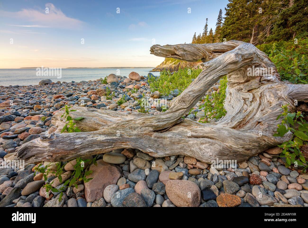 Acadia National Park, Maine: Madera de deriva erosionada en la playa de Hunters cubierta de roca Foto de stock