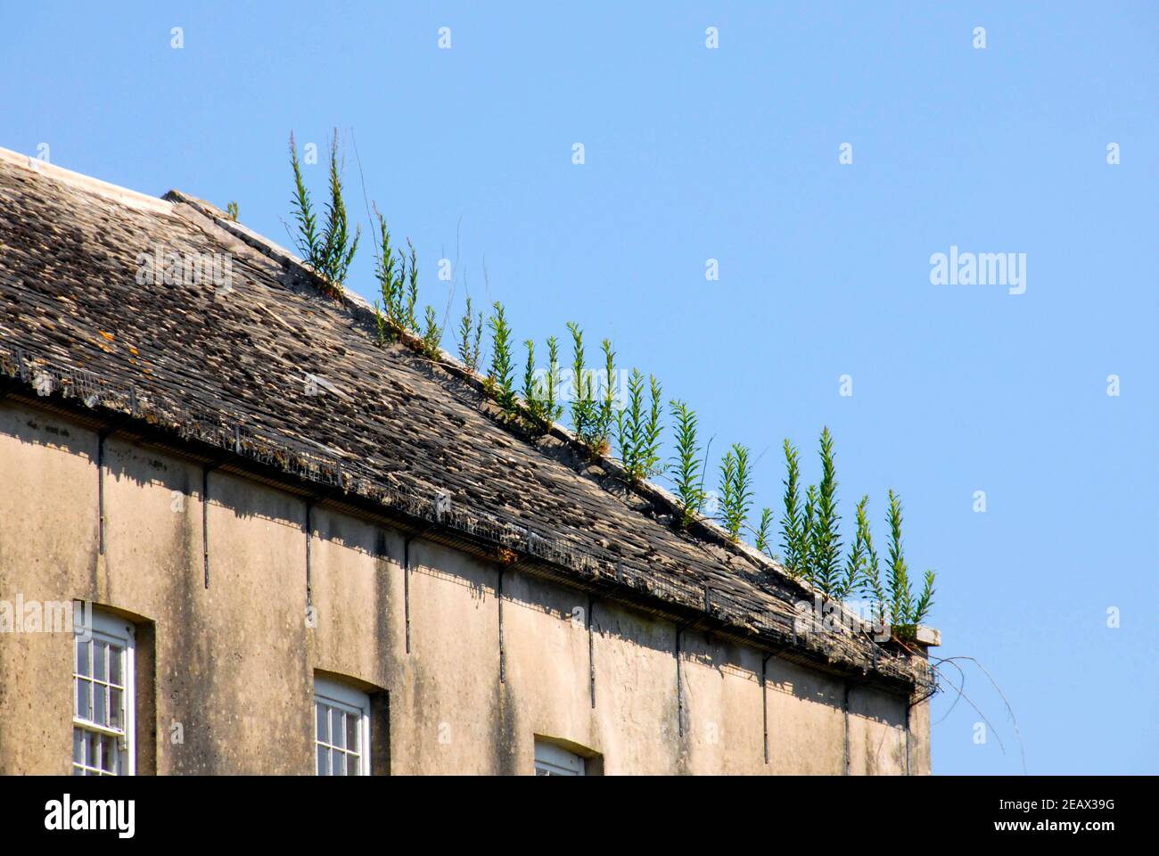 Plantas prósperas que crecen desde una línea de techo en un edificio desierto, Pembrokeshire, Gales Foto de stock