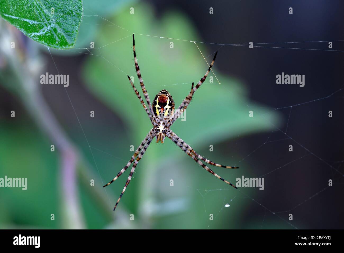 Araña firma (Argiope anasuja) construir la tela produciendo hilo de seda para atrapar a las presas como pequeños insectos y insectos en el jardín de la casa en kerala, india Foto de stock