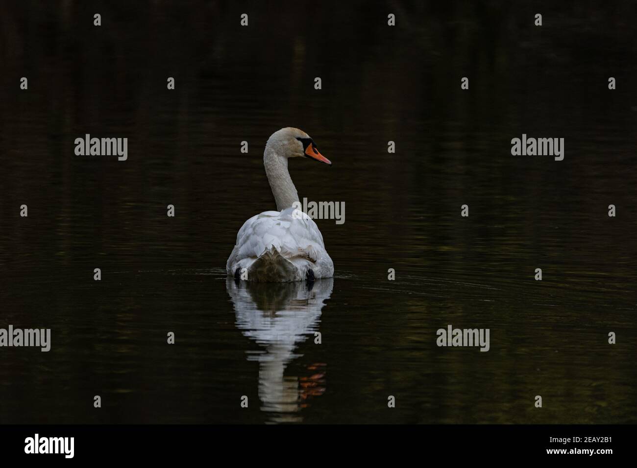 Cisne blanco en un lago de una reserva natural Foto de stock