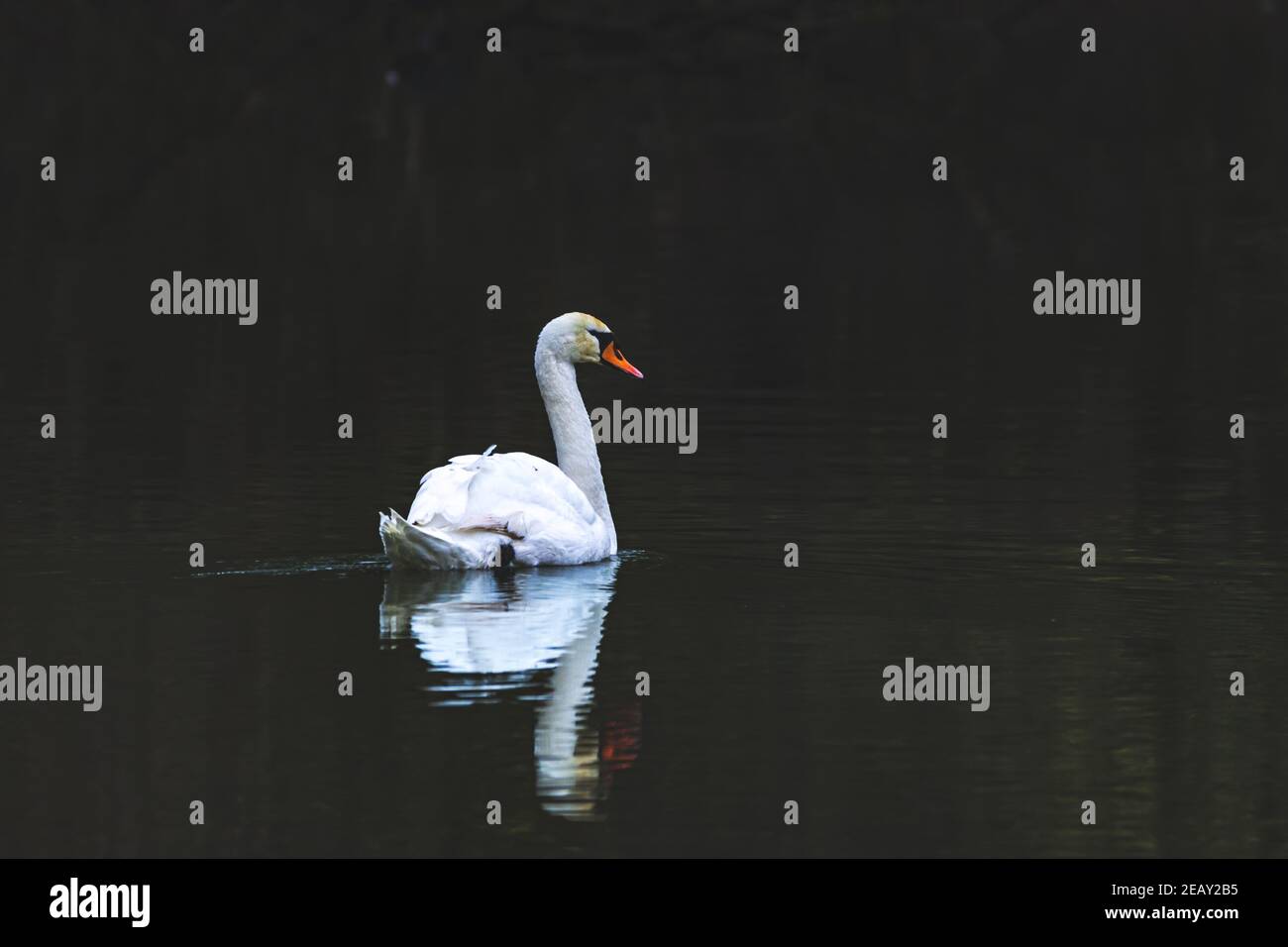 Cisne blanco en un lago de una reserva natural Foto de stock