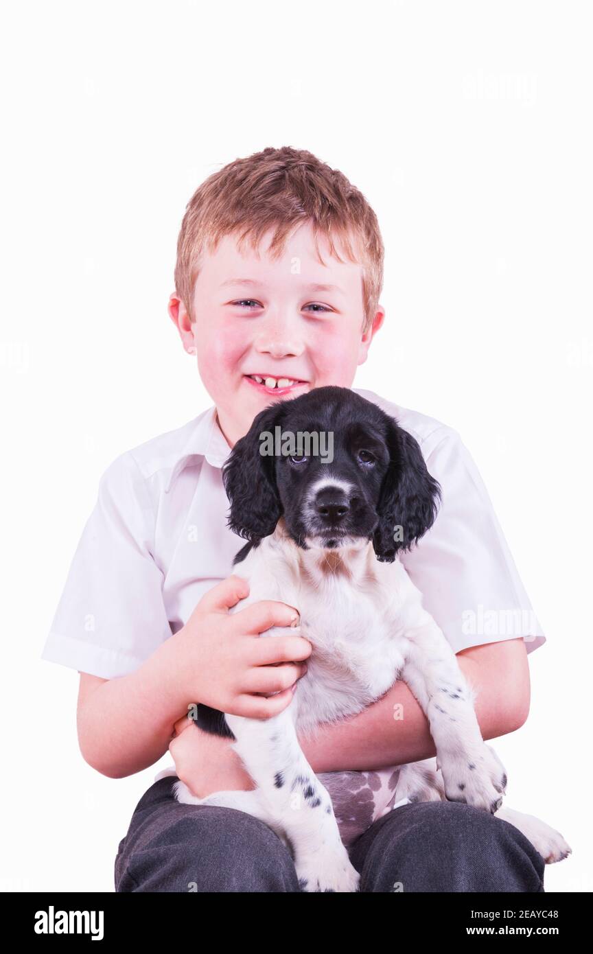 Un perro de cachorro de Springer Spaniel inglés de nueve semanas con un niño de 8 años de edad sobre fondo blanco Foto de stock