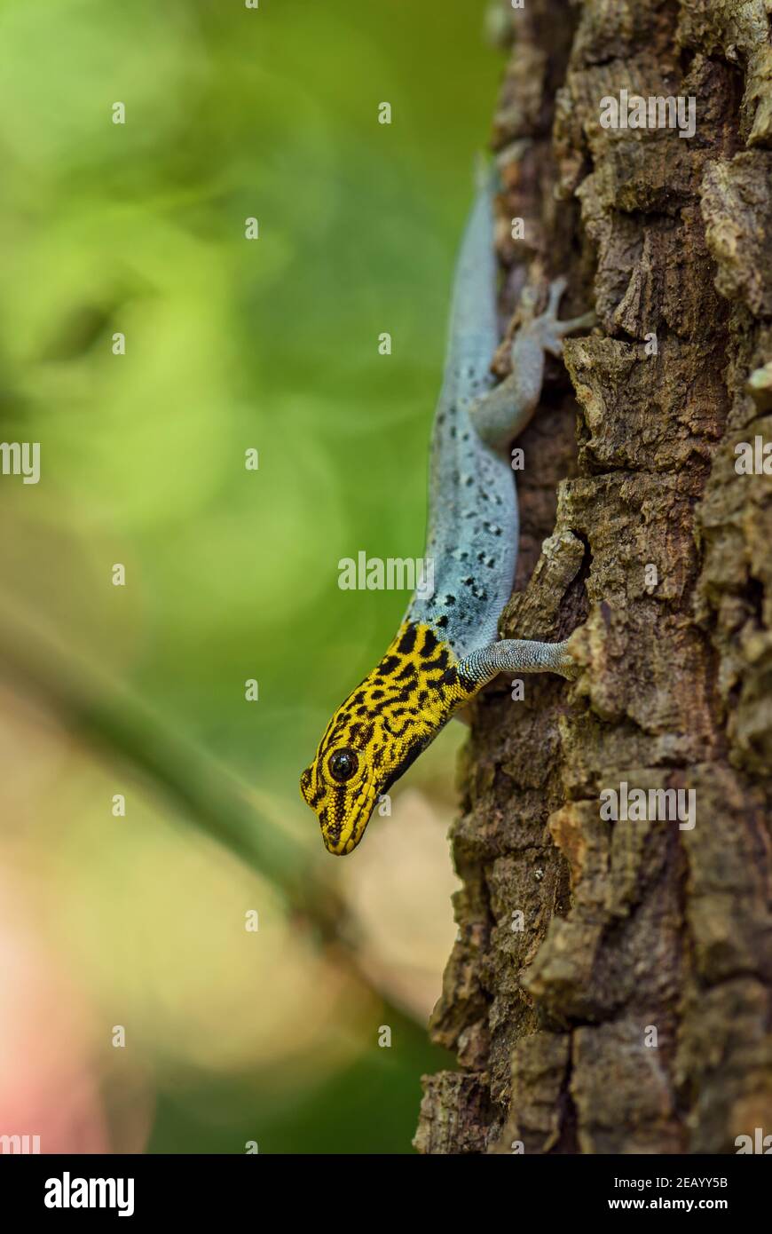 Gecko enano de cabeza amarilla - Lygodactylus luteopicturatus, hermoso lagarto de colores de bosques y bosques de África oriental, Zanzíbar, Tanzania. Foto de stock