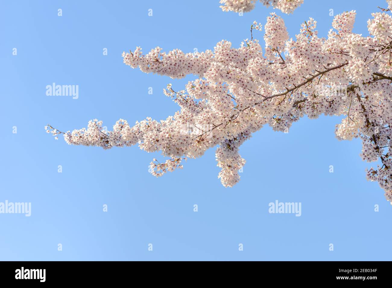 La cereza florece contra el cielo azul claro Foto de stock