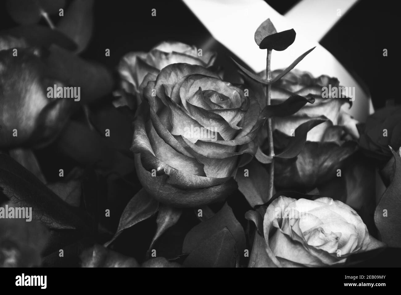Imagenes De Rosas Negras De Luto Rosas flores y negro luto de cinta en el grunge tabla Fotografía de stock - Alamy