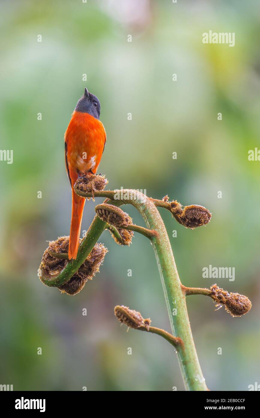 Pericroscotus macho solaris Perch en una hermosa rama Foto de stock