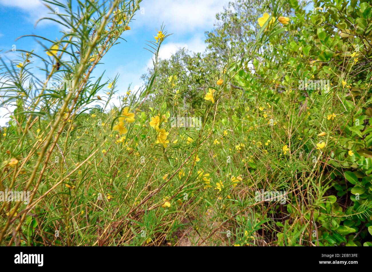Las flores tropicales amarillas de Dicots crecen silvestres Foto de stock