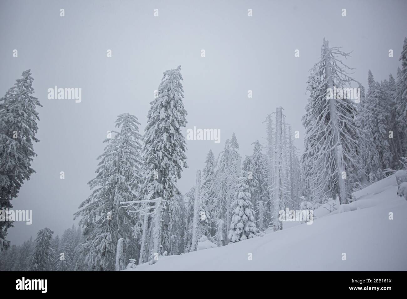 Bosque de montaña en invierno Foto de stock