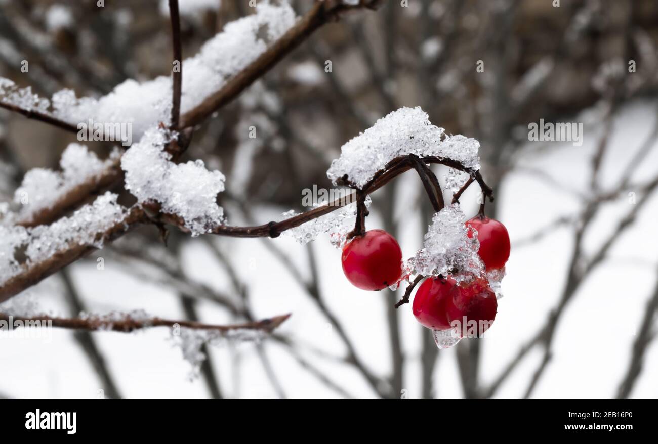 Arbusto Viburnum y fruta en invierno Foto de stock